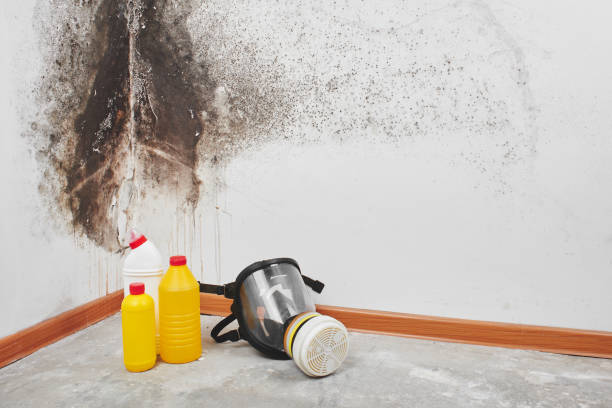 Best Mold Remediation Experts  in Brock Hall, MD