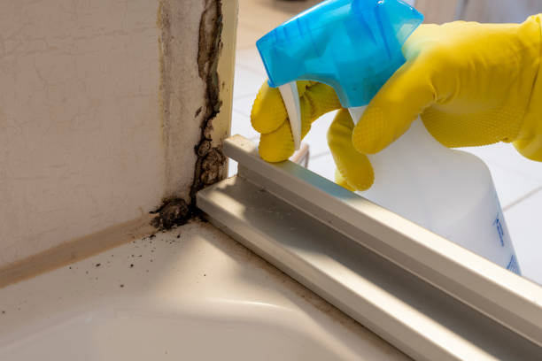 Best Commercial Mold Removal  in Brock Hall, MD