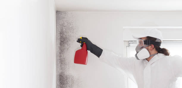 Trusted Brock Hall, MD Mold Removal Experts