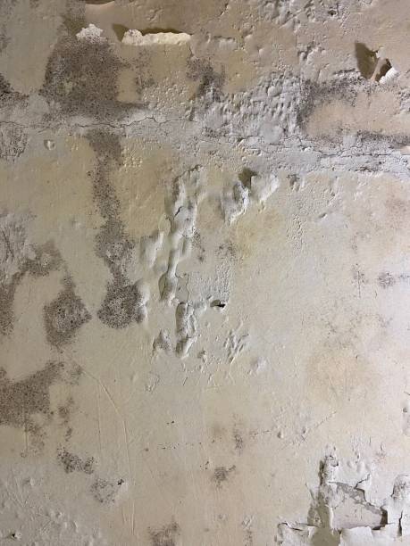 Best Toxic Mold Removal  in Brock Hall, MD