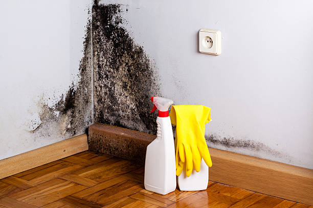 Best Mold Removal Company Near Me  in Brock Hall, MD