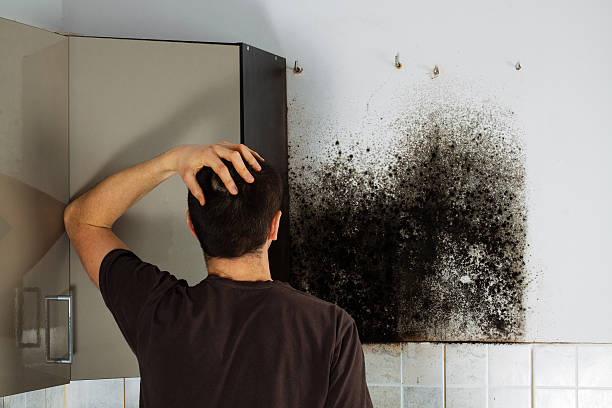 Best Best Mold Removal Companies  in Brock Hall, MD